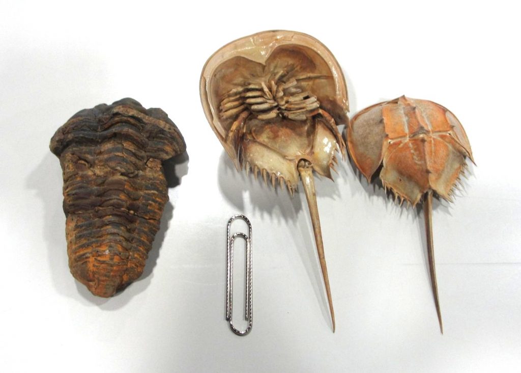 8センチ大の三葉虫と13センチ大のカブトガニの標本の写真