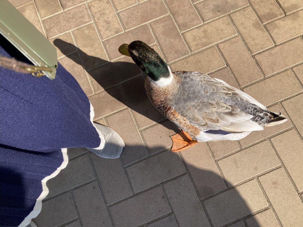 羽生水郷公園にいたカモ